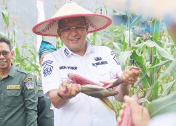 Kendalikan Inflasi, Pj. Wali Kota Kendari panen Jagung