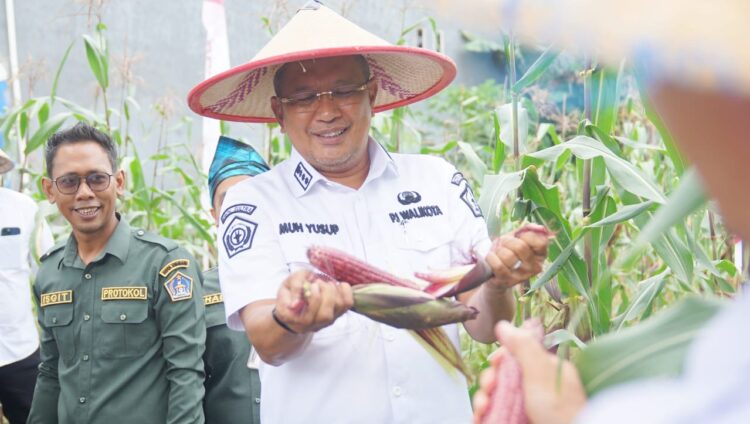 Kendalikan Inflasi, Pj. Wali Kota Kendari panen Jagung