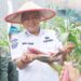 Kendalikan Inflasi, Pj. Wali Kota Kendari panen Jagung