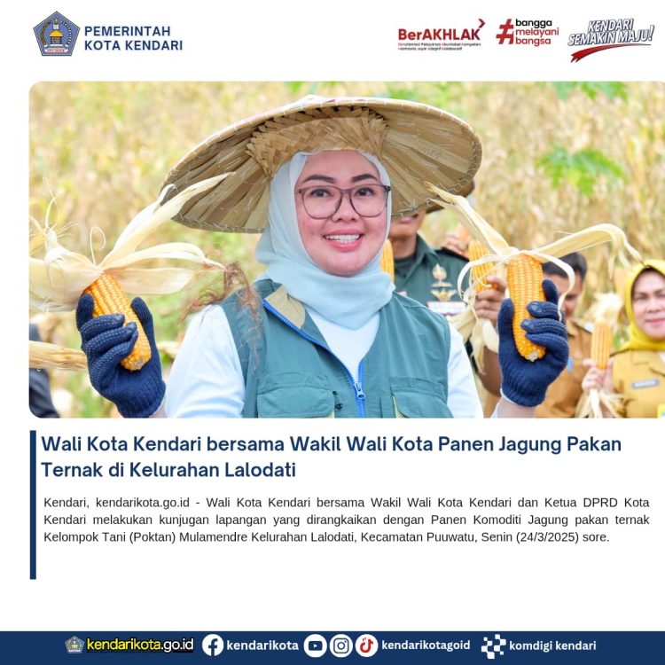 Wali Kota Kendari bersama Wakil Wali Kota Panen Jagung Pakan Ternak di Kelurahan Lalodati