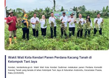 Wakil Wali Kota Kendari Panen Perdana Kacang Tanah di Kelompok Tani Jaya