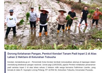 Dorong Ketahanan Pangan, Pemkot Kendari Tanam Padi Inpari 2 di Atas Lahan 2 Hektare di Kelurahan Tobuuha