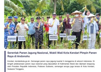 Serentak Panen Jagung Nasional, Wakil Wali Kota Kendari Pimpin Panen Raya di Andonohu