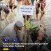 Asisten III Hadiri Penanaman Mangrove di Kelurahan Purirano