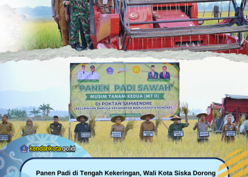Panen Padi di Tengah Kekeringan, Wali Kota Siska Dorong Amohalo Jadi Penopang Pangan Kendari